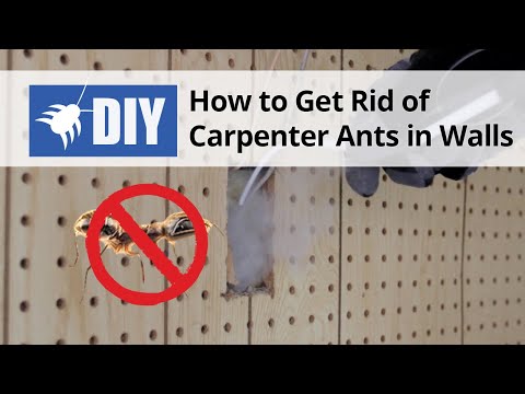  How to Get Rid of Carpenter Ants in Walls Video 