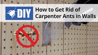 How to Get Rid of Carpenter Ants in Walls