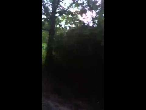 Hanging Tree Video 1