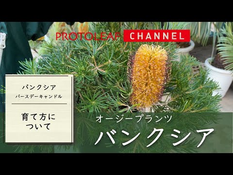 園芸 クイーンズ パーム、フェザーリー ココナッツ、ロマンゾフ ココナッツ、アレカストルム パーム