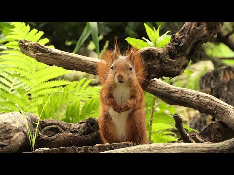 Veverička stromová (Sciurus vulgaris) — pozorovanie v prírode