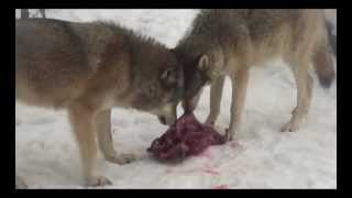 preview picture of video 'International Wolf Center 29 March 2013 - Have a Great Weekend'