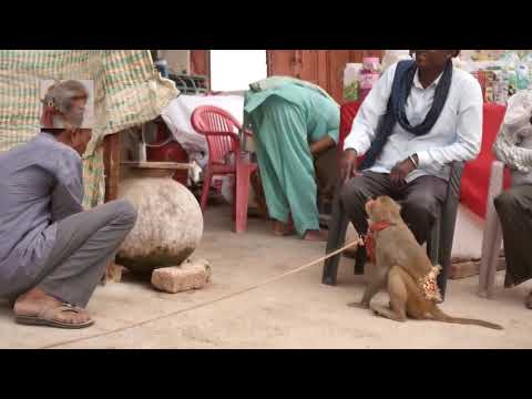 funny videos monkeys