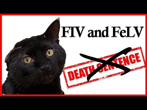 FIV and FeLV No Longer a Death Sentence