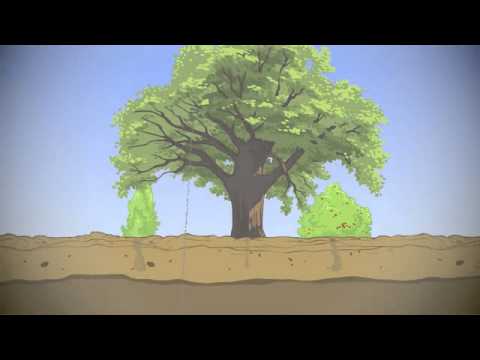 Wild: Stories about Jesus Mark 4:30-34