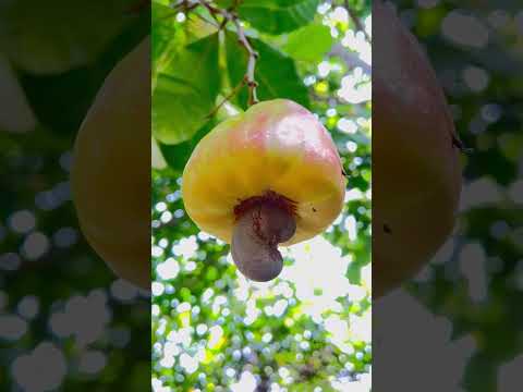 DO YOU KNOW THIS FRUIT? kasoy fruit | cashew #alojasdiary #shorts
