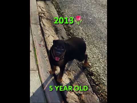 Chop’s Life in GTA 5 – From Pup to the End 🐶💔