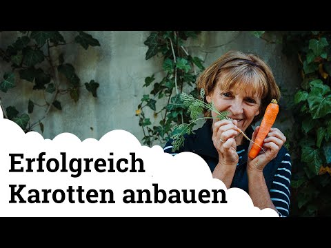 5 Tipps wie man erfolgreich schöne, lange, dicke Karotten/Möhren erntet!