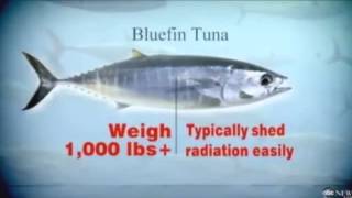 Breaking!!!Dont Eat Tuna caught off Ca Coast!