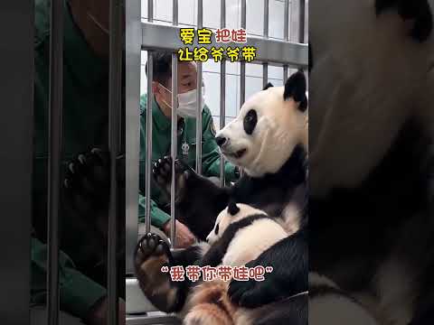 愛寶累了，讓爺爺幫忙帶娃~ #大熊貓 #大熊貓愛寶 #國寶熊貓 #愛寶和姜奶爸 #治癒