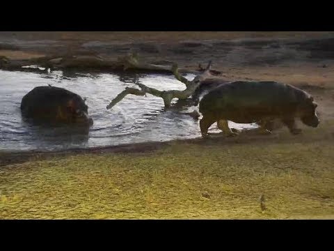 Djuma: Hippos leaving the pan together- 05:35 -  09/08/19
