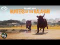 Filming A Lion Hunt In Planet Zoo Planet Wild