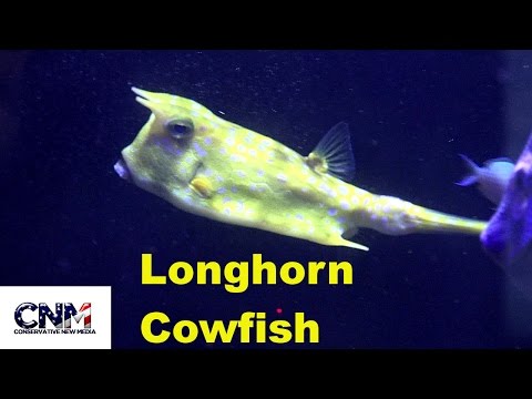 Longhorn Cowfish and Other Tropical Fish - in 4K Ultra HD!