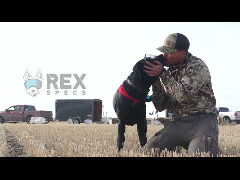 Review of Rex Specs Goggles for Hunting Dogs