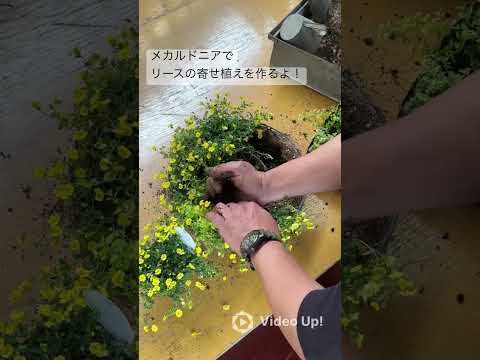 園芸 日本産アンジェリカの木、アラリー