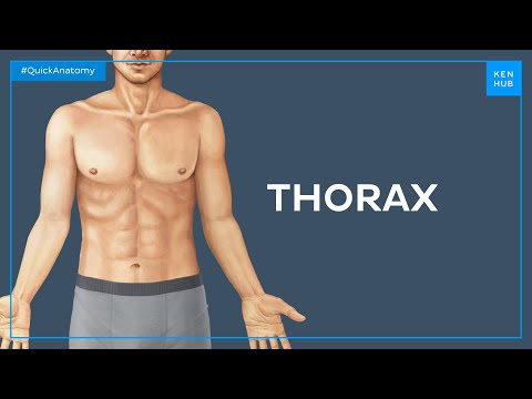 Surface anatomy of the thorax - Quick Anatomy | Kenhub