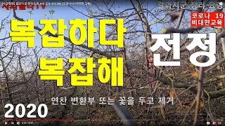 [사과전정] 결과지군 정리요령 4×2 또는 4×2.5M (코로나19 비대면 교육)