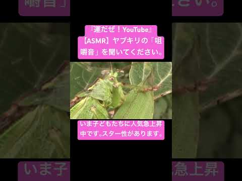 ASMRとはどういう意味ですか?その背後にあるものを簡単に説明します