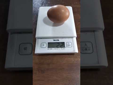 うちの鶏は卵を食べます カルシウムたんぱく質の餌を見つける方法