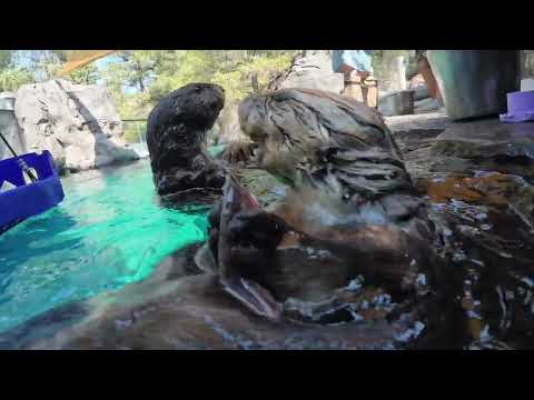 Sea Otters are Masters at Cracking Open Oysters