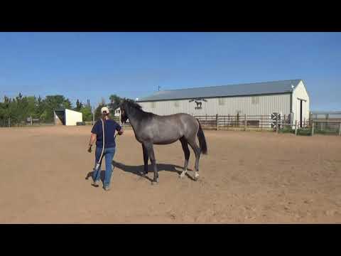 Leannan PT - (Lestat/Lordanos/Coromino) 2016 gold premium RPSI gelding