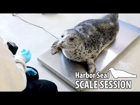 Time for a Scale Session with Alaska SeaLife Center Harbor Seal Tuq!
