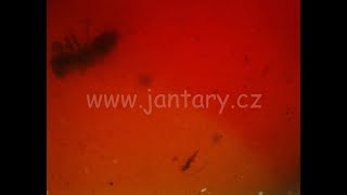 Křídový jantar B-70