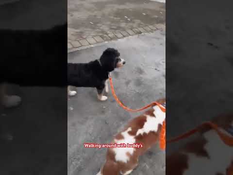 #viralshort #ytshortsindia #love #ytshorts #snow #travel #doglife #doglover #dogshorts