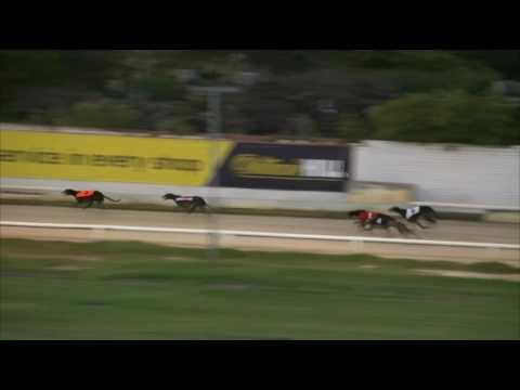 2017 WILLIAM HILL GRAND PRIX - HEAT 5 - T5 THINKINGOFDARCY