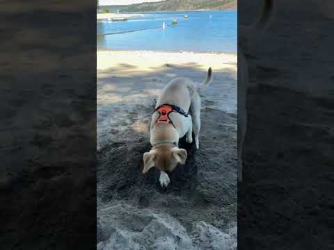 where’s that bone?