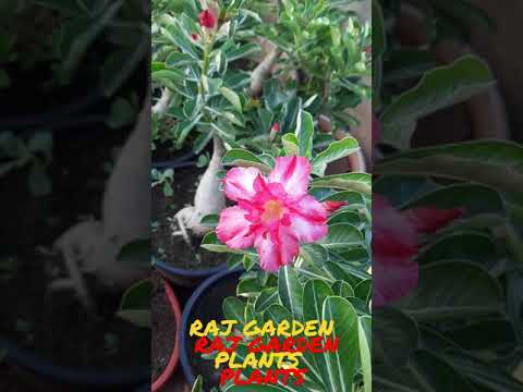 Adenium Grafted Rimjhim Flower Plant, For Gardening