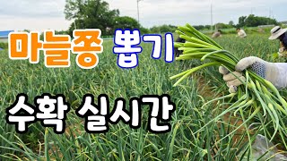 마늘쫑 뽑기 실시간 생방송  (마늘쫑 주문 고정 댓글에 주문)