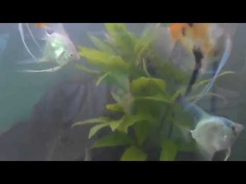 Somethingsphishy Angelfish in Tropical Fish Aquarium