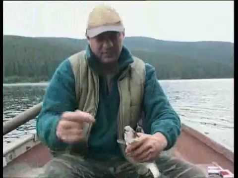 Cabana Tarnita Video