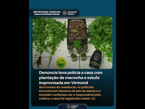 Polícia encontra plantação de maconh4 nos fundos de uma casa em Virmond (PR)