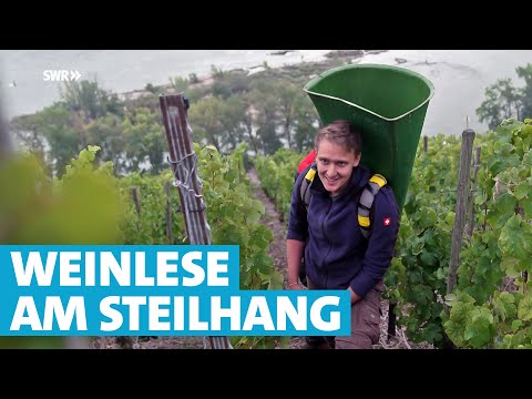 Steillagen-Winzer trotzen der Schwerkraft am Mittelrhein