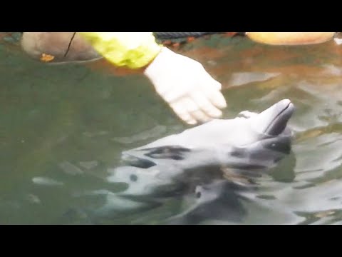 今日から日本でイルカ漁が始まります