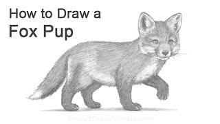 How To Draw a Red Fox Pup / Kit