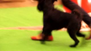 BLACK MEN IZ ZOLOTOY IMPERII GRIFFONOV