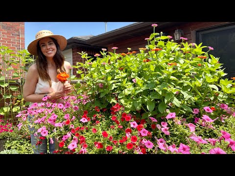 Guide to Growing Zinnias in Containers | Varieties, Maintenance, Pests, Can You Eat Them?