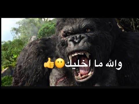 شيلات فزعه (غوريلا ينقذ بنت من الديناصور!!)#1