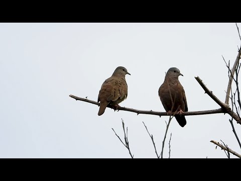 Ruddy ground dove Columbina talpacoti couple sounds