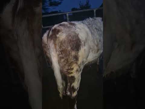 Purebred Registered Shorthorn heifer - Image 2