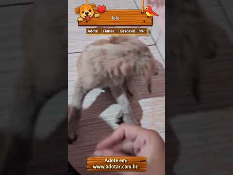 Vídeo de lola
