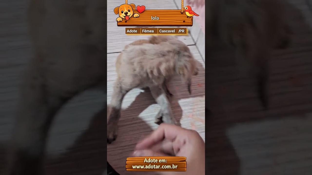 Cachorro raça SRD-ViraLata idade Abaixo de 2 meses nome lola