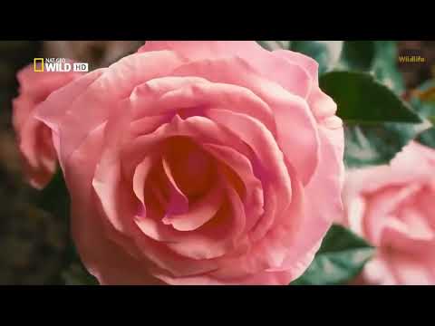 Italian Wild Life Documentary