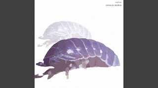 Oniscus Asellus