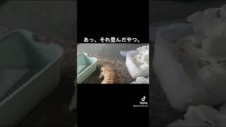 ビニール袋を畳んでいたら。미어캣(meerkat)#shorts