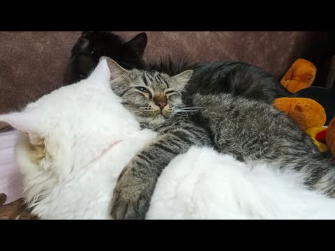 ma bujju galla ki 😺 food 🐈 cat litter tisukodaniki vellinapudu