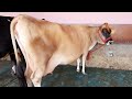 Jersey Cow Sold To Maharashtra Customer Online . BREED & Quality Is Our Preference.